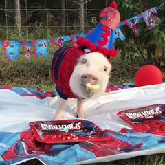 Naughty Pig Eats Birthday Cake