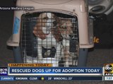 Puppies rescued from a puppy mill will be up for adoption Monday in Phoenix