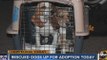 Puppies rescued from a puppy mill will be up for adoption Monday in Phoenix