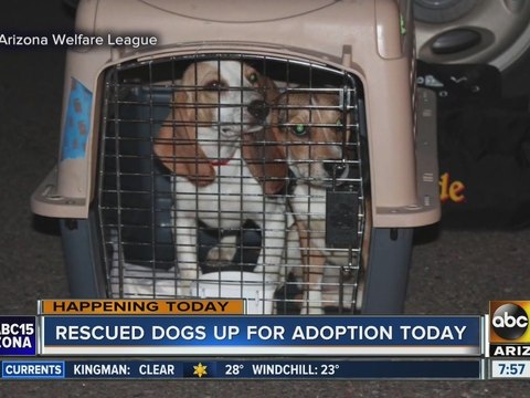 Puppies rescued from a puppy mill will be up for adoption Monday in Phoenix