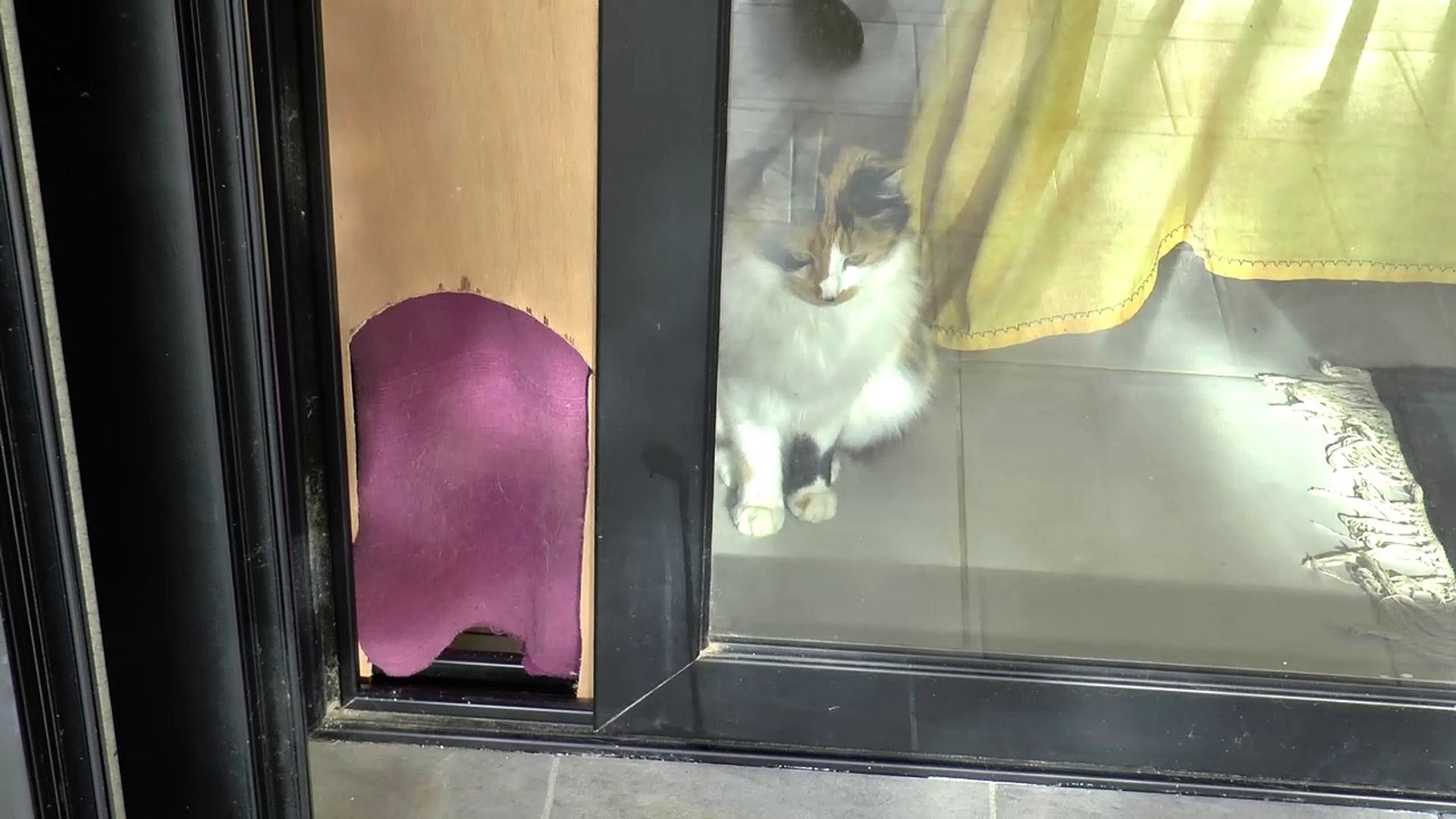 Le Chat Malin Video Dailymotion