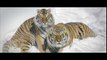 Des tigres de Sibérie filmés par un drone