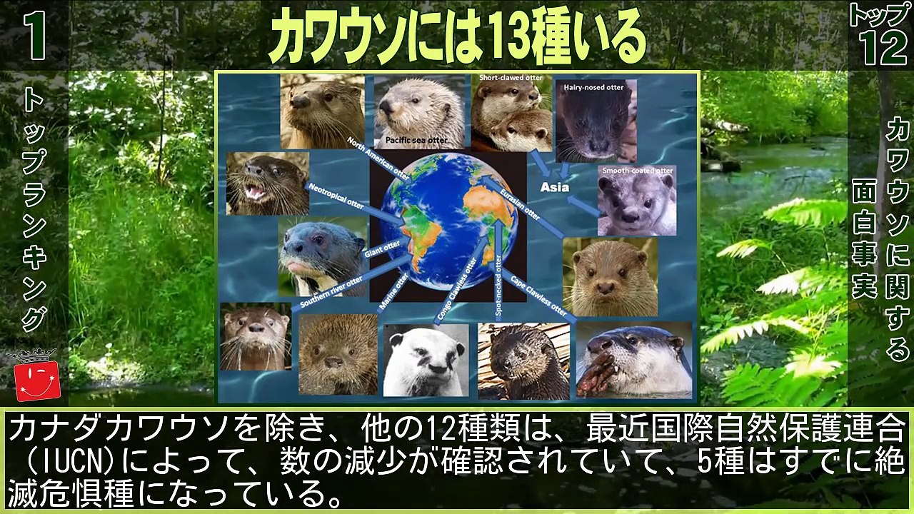 カワウソに関する12の面白事実