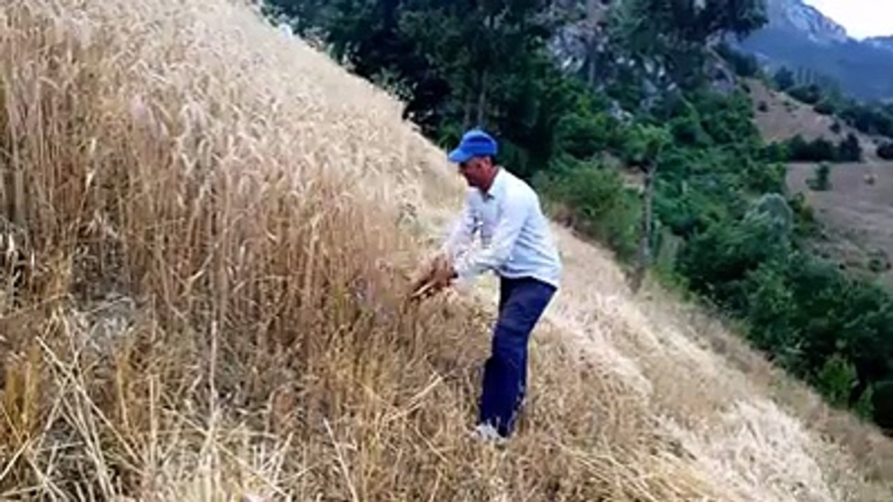 Orakla Ekin Biçme Vezirköprü Kabalı Karapınar Köyü