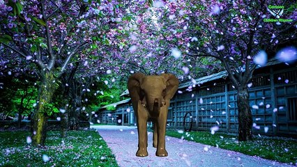 Elephant Finger Family English Nursery Rhymes | Cartoon Children Rhymes For Babies