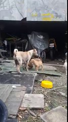 Une chienne apporte de la nourriture à ses petits