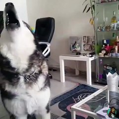 Yemek için uluyan köpek