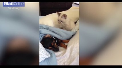 Adorable puppy is constantly bumped on the head by playful kitten  By Shining New FH