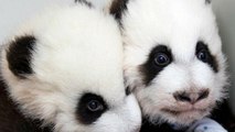 Китай: панди-близнюки - від 100 грам до 4 кг