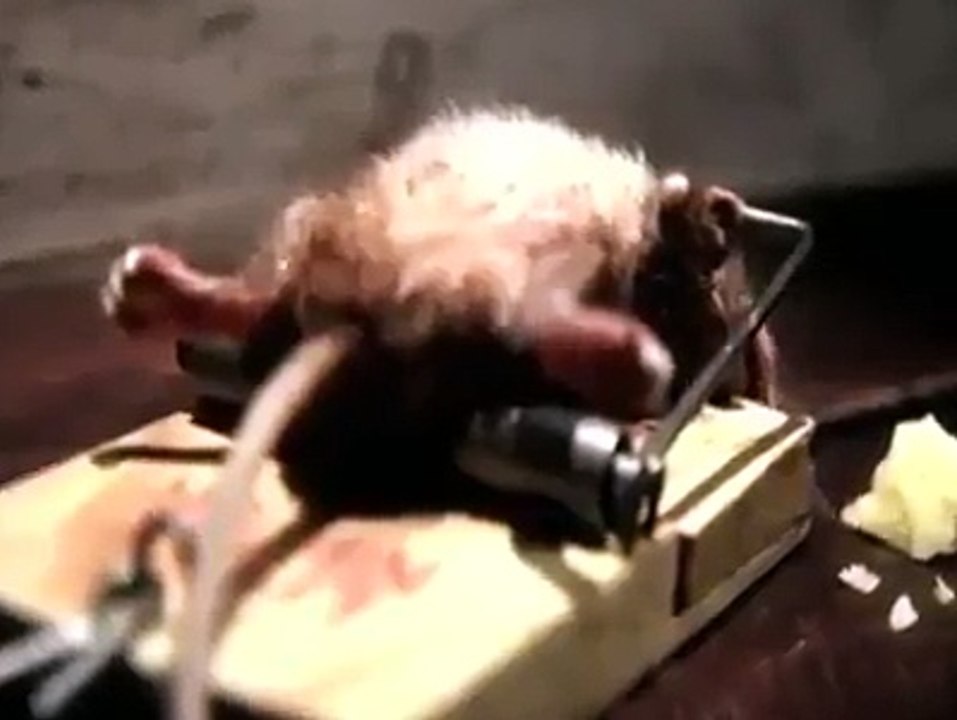Funny Video Must Watch