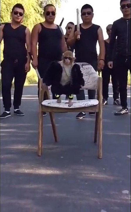 monkey don