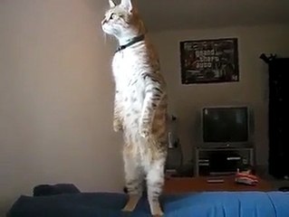 İstiklal Marşına okunurken esas duruşta bekleyen TÜRK kedisi!