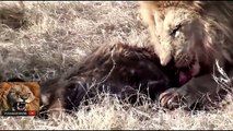 Leopard vs Wild Dogs, Snake vs Komodo Dragon, Lion, Buffalo  Most Amazing Wild Animal Attacks _V1