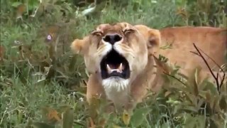 (Documentary Animal) TANZANIA - Africa Wild ADVENTURE