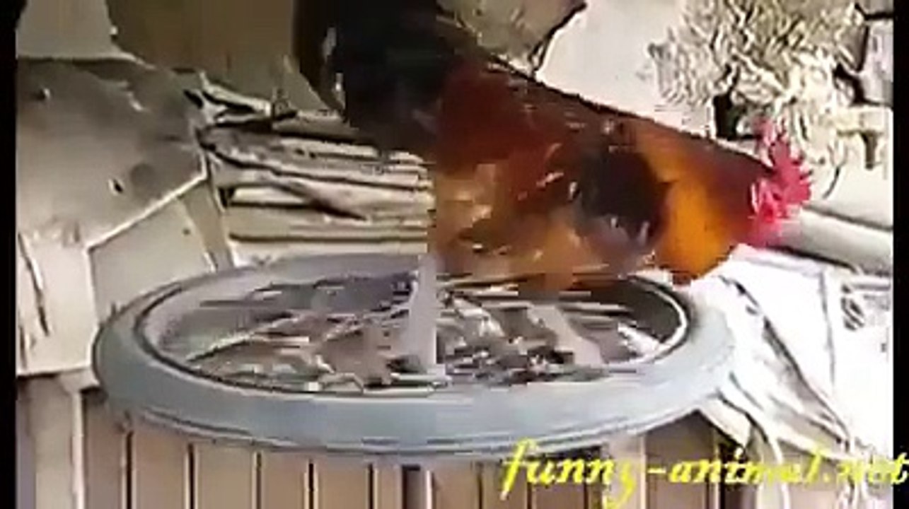 Kështu krijohet gjeneratori ekologjik :D :D