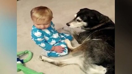 Sleepy Baby Cuddles with Husky Dog
