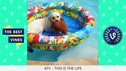 Best Fails Vines Compilation | Top Fail Vines May 2016