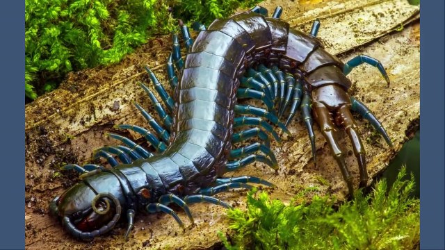 10 Loài Côn Trùng Nguy Hiểm Nhất Trên Thế Giới