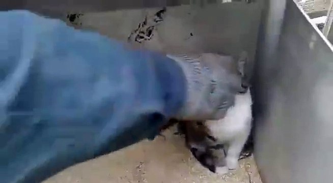 Самый добрый кот в мире)