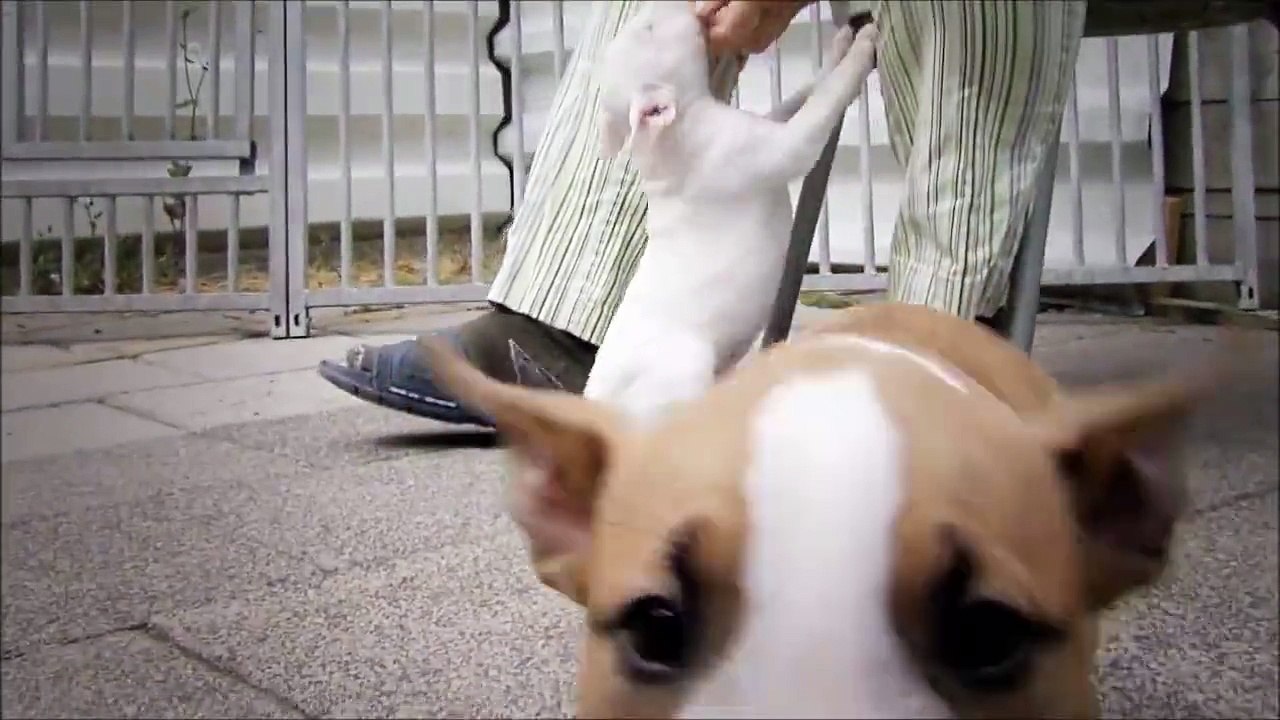 Bull terrier pups