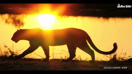 İnsanoğlu Dünyayı Terk Ederse Ne Olur? | Bilgi Şehri