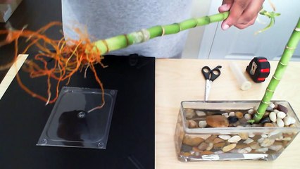 How to tell if your Lucky Bamboo is healthy