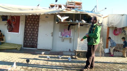 Syrian refugee family continues pigeon keeping tradition in Turkey