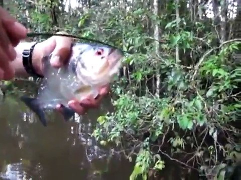Just How Hard Do Piranhas Bite