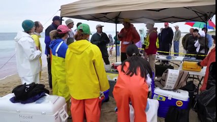 Dead Fin Whale on Cape Cod-Necropsy -Provincetown, MA (Graphic Content)