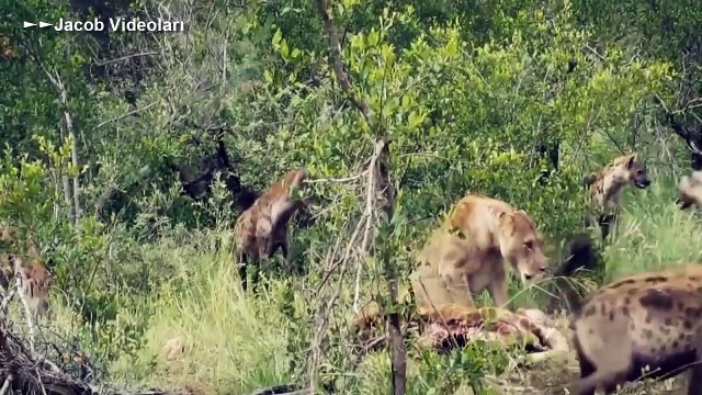 En İnanılmaz Vahşi Hayvan Kavgaları ►► Aslan Bufalo Sırtlan Timsah Dövüşü, Kaplan İnsana Saldırıyor