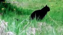 En İnanılmaz Vahşi Hayvan Kavgaları ►► Ayı, Dağ Keçisi Kuş Kurt Yılan Kedi Kartal İnsana Saldırıyor