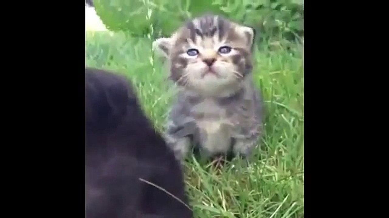 Funny Animals - Funny Cats - Funny Dogs & Animals - Animals Funny