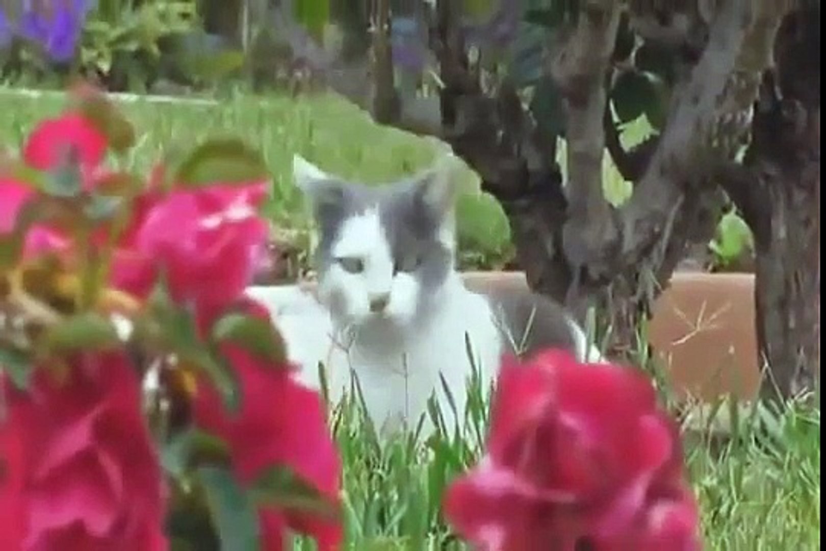 ⁣Funny Animals - Funny Cats - Funny Dogs & Animals - Animals Funny