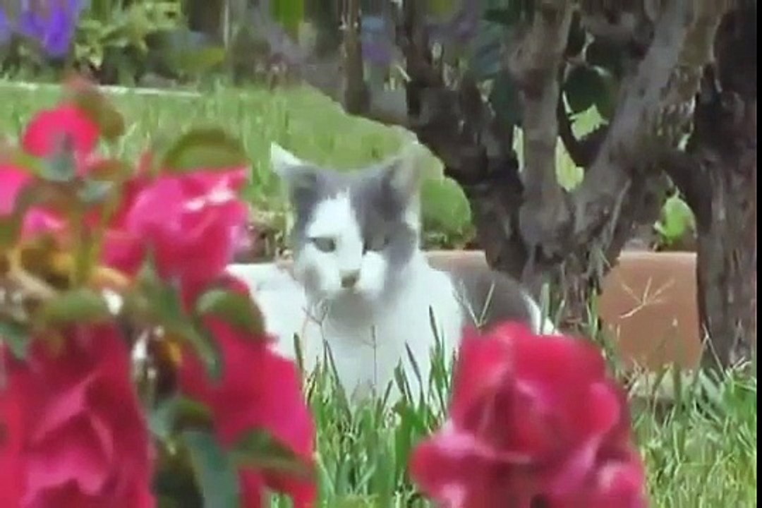 Funny Animals - Funny Cats - Funny Dogs & Animals - Animals Funny