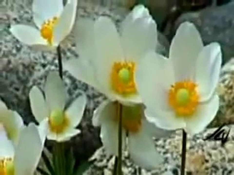 Surah Ar Rahman with Urdu Translation Complete by Qari Obaid ur Rehman GM SKI FRIENDS