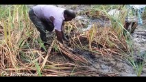 Net Fishing In Battambang Province - Khmer Cast Net Fishing -Cambodia Traditional Fishing