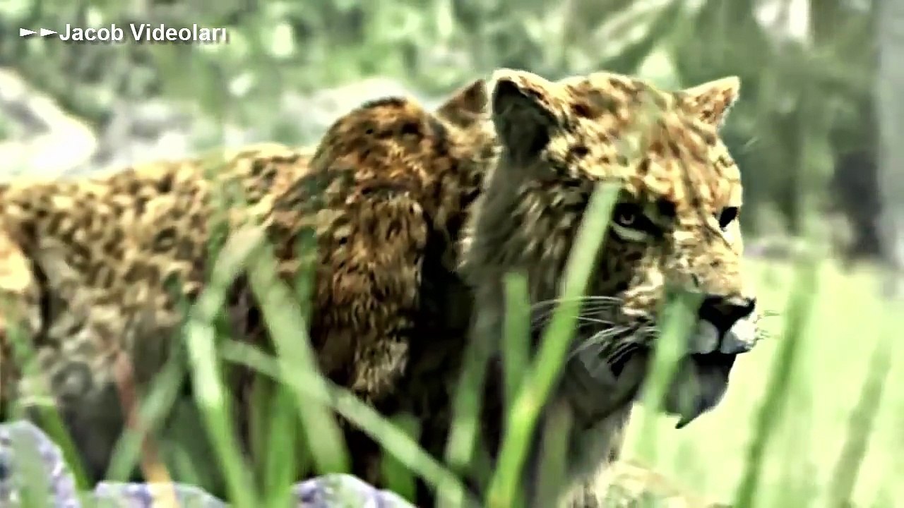 SMİLODON ►► Nam-ı Değer Kılıç Dişli Kaplan !   Sabre Tooth Tiger Attack Zebra