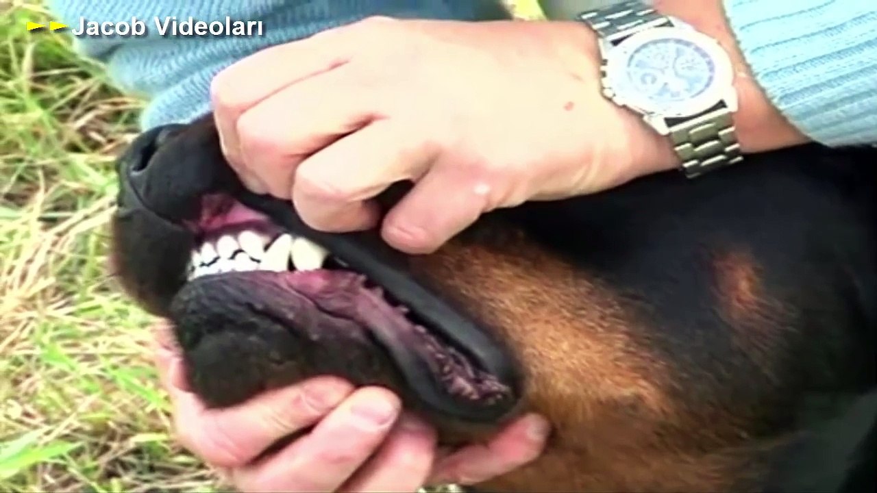 ROTTWEİLER mı SIRTLAN mı ►► Köpek Dövüşleri ve Kavgası Hakkında ► Hyena attack Lion, Rhino, Buffalo