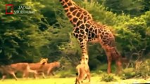 Craziest Animal Fights ►► Most Amazing Wild Animal Attacks ►► lion vs giraffe real fight, attack