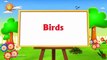 Birds Names for Children in English | Names of Birds for Kids /Baby /Children//////// | Birds for Children to Learn....