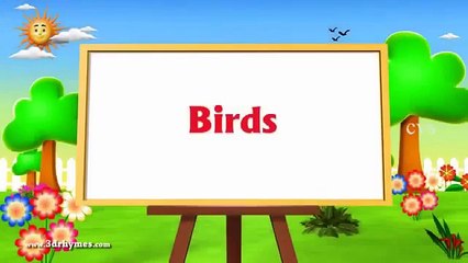 Birds Names for Children in English | Names of Birds for Kids /Baby /Children//////// | Birds for Children to Learn....