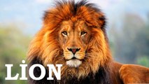 Tibetan Mastiff Vs Lion Facts Video Dailymotion