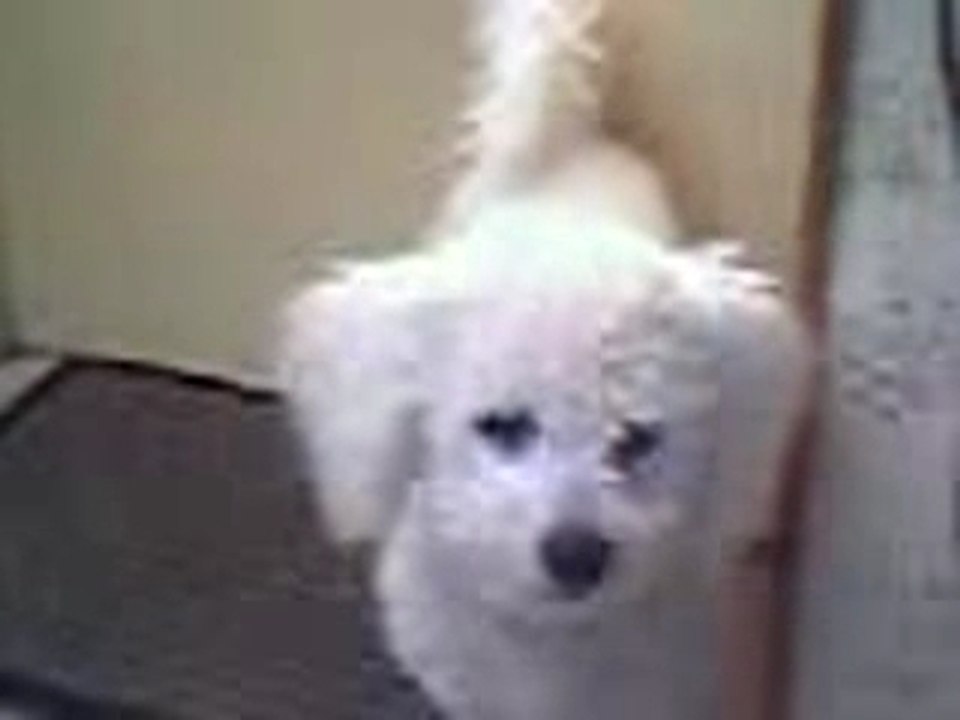 chien