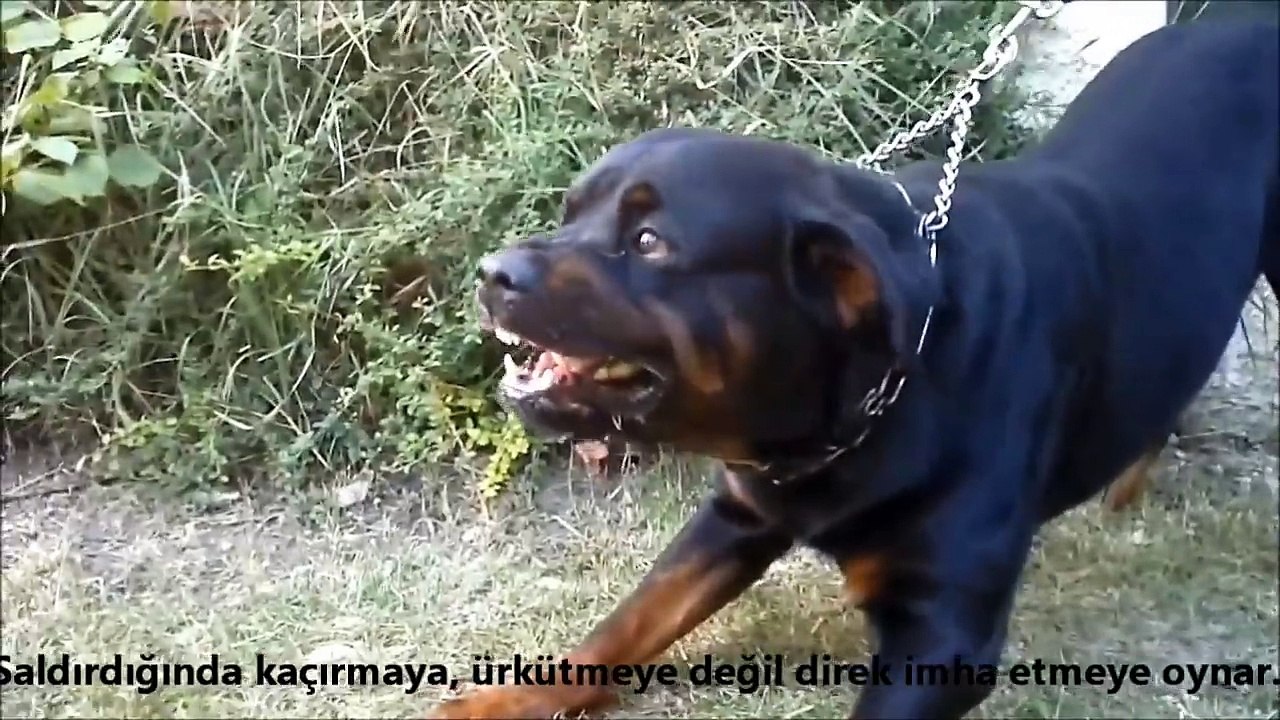 Rottweiler mı Doberman Pinscher mi ►► güçlü köpekler, strongest   powerfull dogs