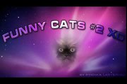 FULL FUNNY DOG AND CATS 2016 - Funny Cats - Funny Dogs & Animals - Animals Funny