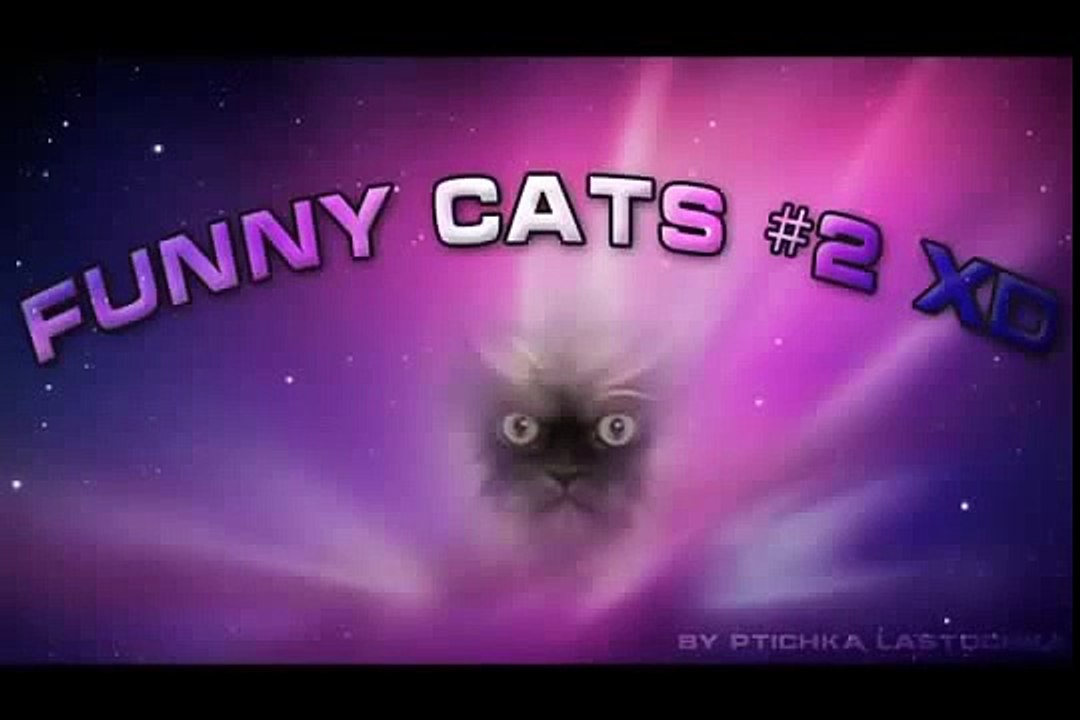 FULL FUNNY DOG AND CATS 2016 - Funny Cats - Funny Dogs & Animals - Animals Funny