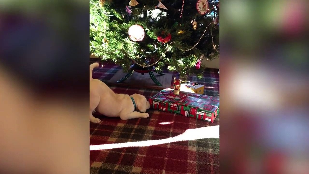 Eux ils savent fêter noel.. Compilation de chiens adorable