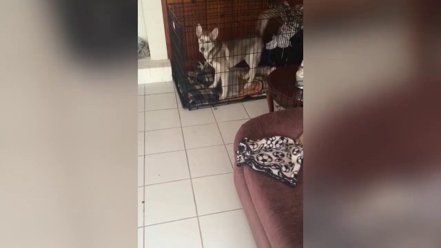 Ce chien est COUPABLE !!!!!!!! Mais tellement adorable...