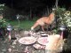 Un renard et un chat partagent un repas en paix !