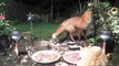 Un renard et un chat partagent un repas en paix !